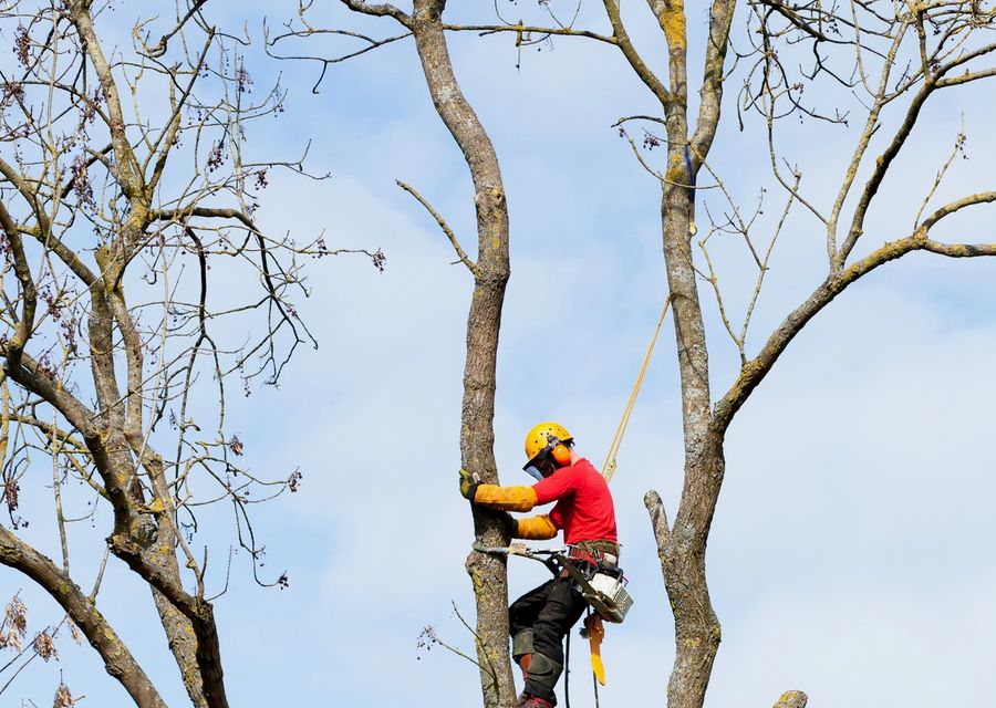Tree removal work by Howard Tree Care in Mt Pleasant, PA