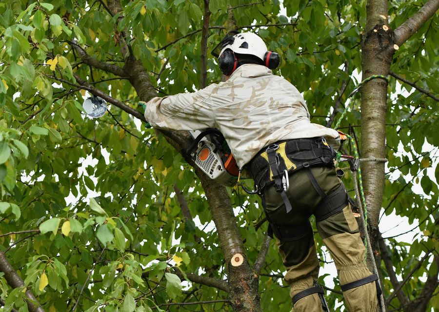 Tree removal work by Kind Feller Tree Care in Leacock, PA