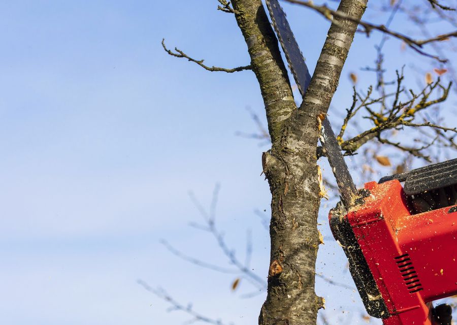Tree removal work by Perfection To A Tree llc in Derry, PA