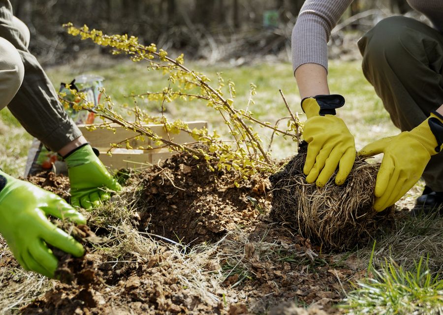 Tree removal work by Westhampton Tree Works in Warrenville, IL