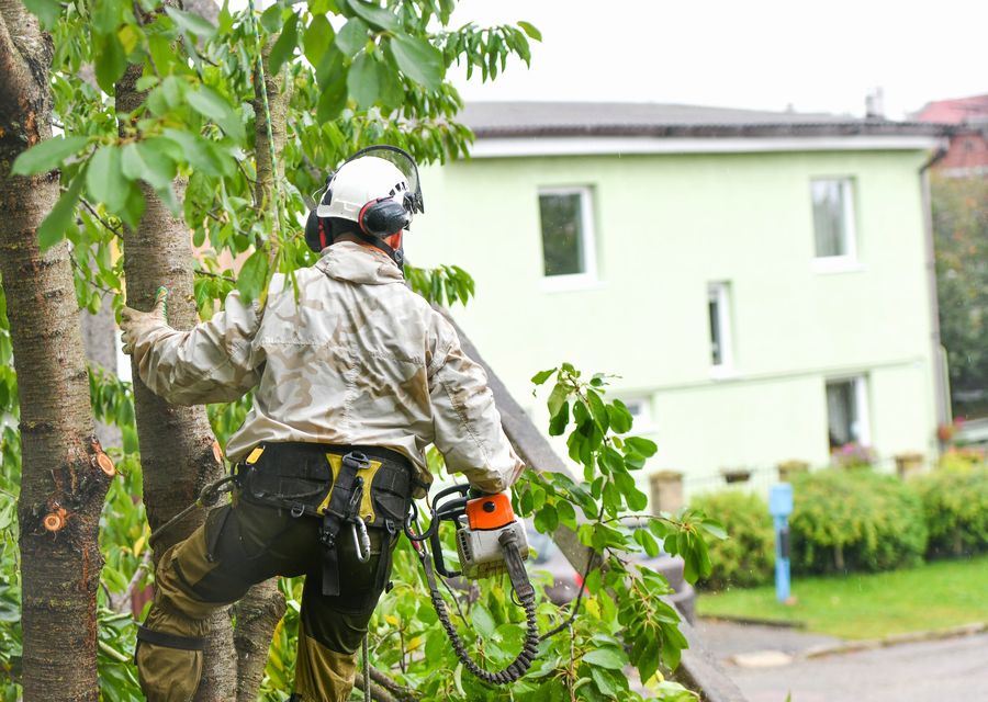 Tree removal work by Tree Service Inc. in Danville, VT