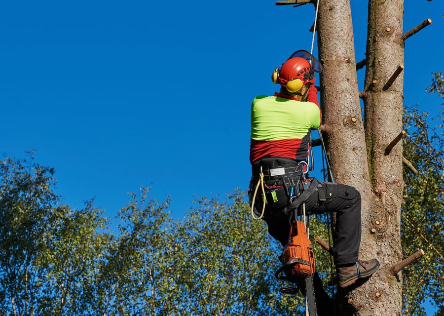Tree removal work by Expert Tree Arborists in Alpharetta, GA