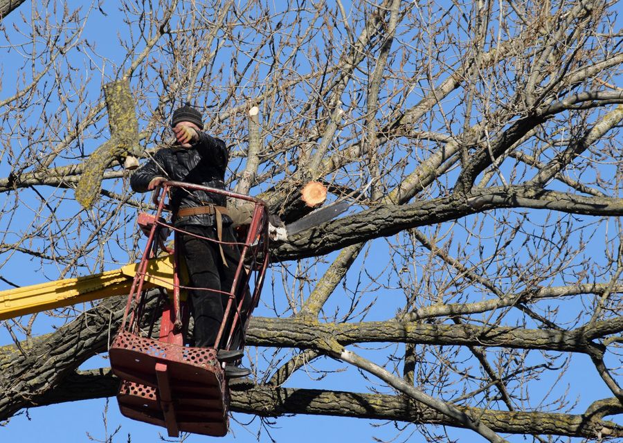 Tree removal work by We Care Tree Service in Winfield, IL