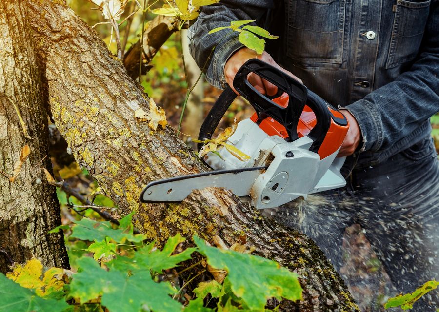 Tree removal work by LFG Landscape & Tree service in Hanover Park, IL