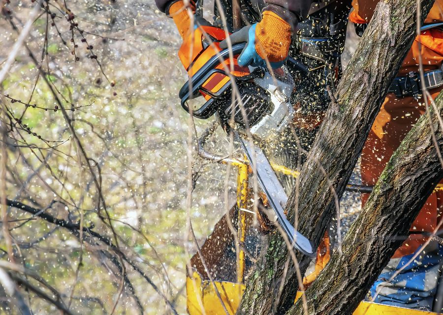 Tree removal work by Spartan Tree Service LLC in Manheim, PA