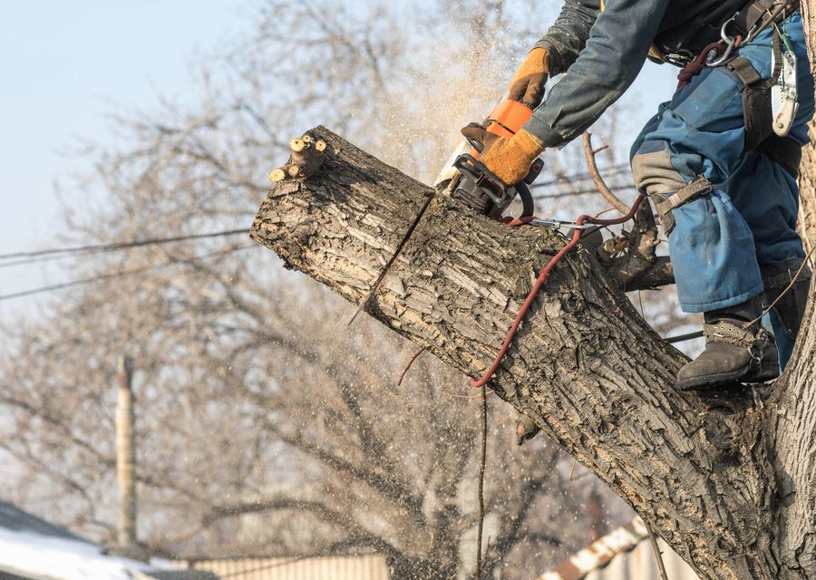 Tree removal work by Brian & Andy Landscaping & Tree Service in Fruitland Park, FL