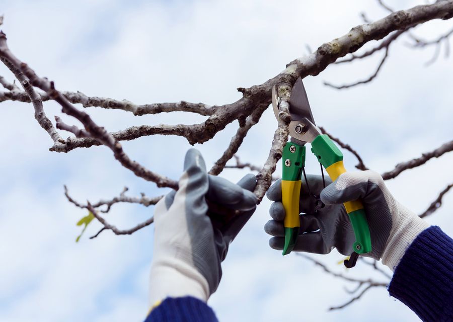 Tree removal work by Wolverine Tree Service in Homer City, PA