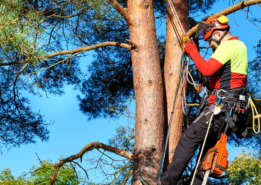 Tree removal work by Tree Professional in Upper Moreland, PA