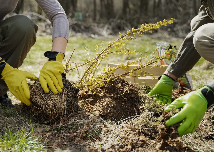Tree removal work by North Fork Tree & Landscape Inc. in Wheaton, IL