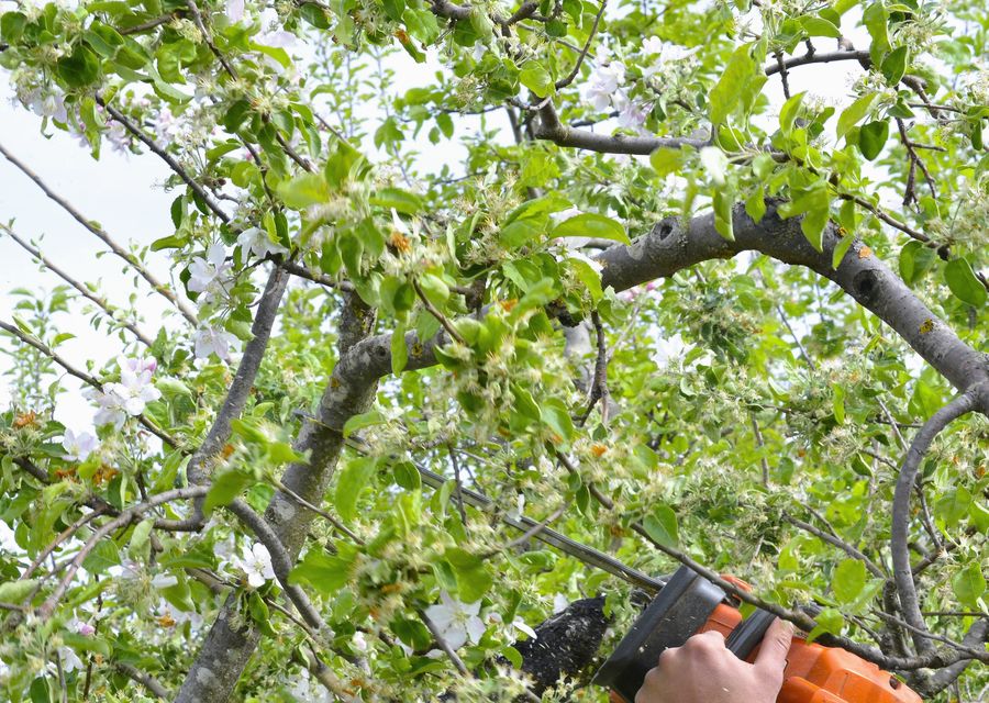Tree removal work by Tree Ease in Winthrop Harbor, IL