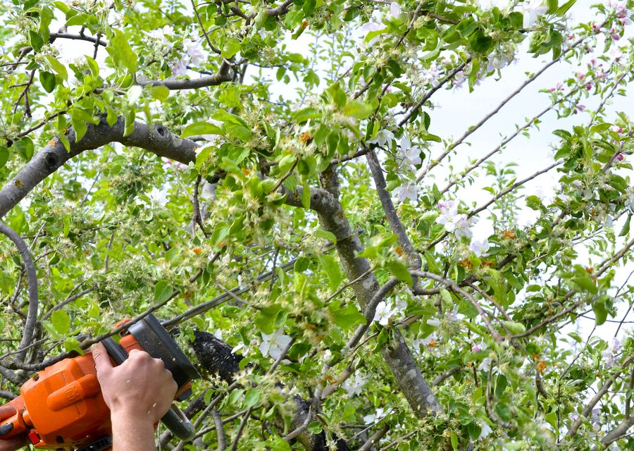 Tree removal work by G.C. and Son Tree Service in Decatur, GA