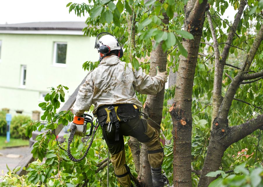 Tree removal work by Elias Landscaping Inc. in Williamsburg, PA