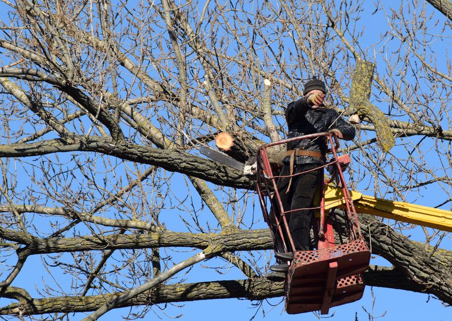 Tree removal work by Valley Tree & Landscape Service Inc. in Channahon, IL