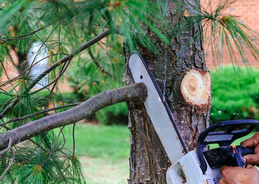 Tree removal work by Joshua Tree Experts in Black Mountain, NC
