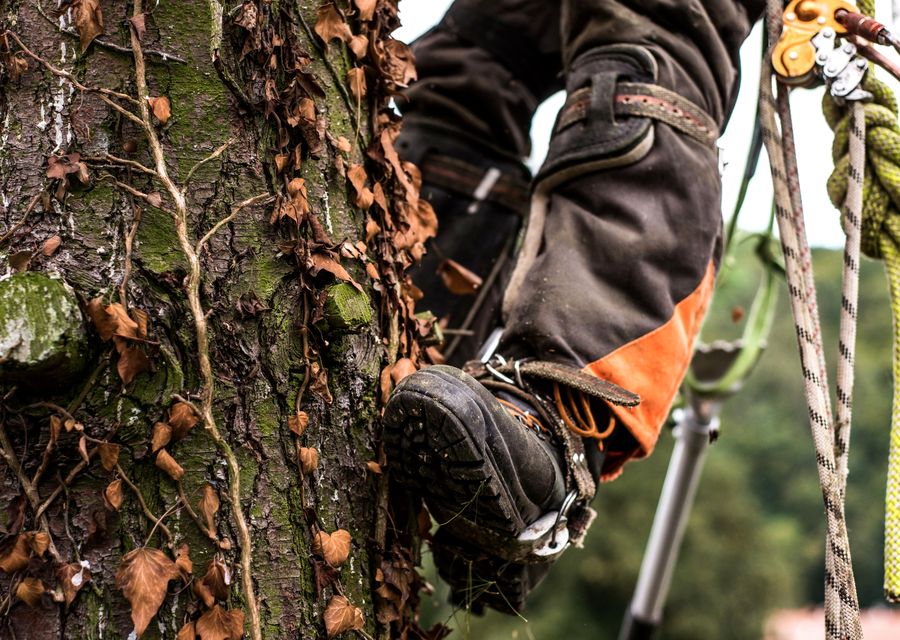 Tree removal work by Arbor Care Tree Service in Kenilworth, IL
