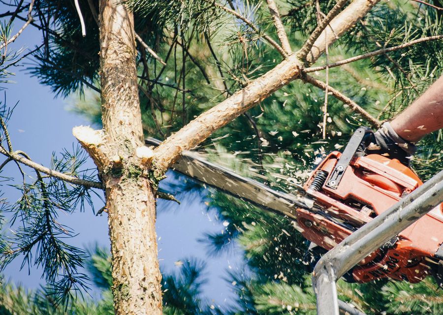 Tree removal work by MC Tree Service in Patton, PA