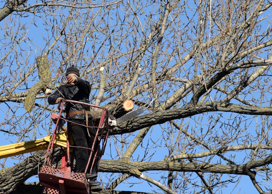 Tree removal work by Giron's Tree Service in Lincolnton, NC