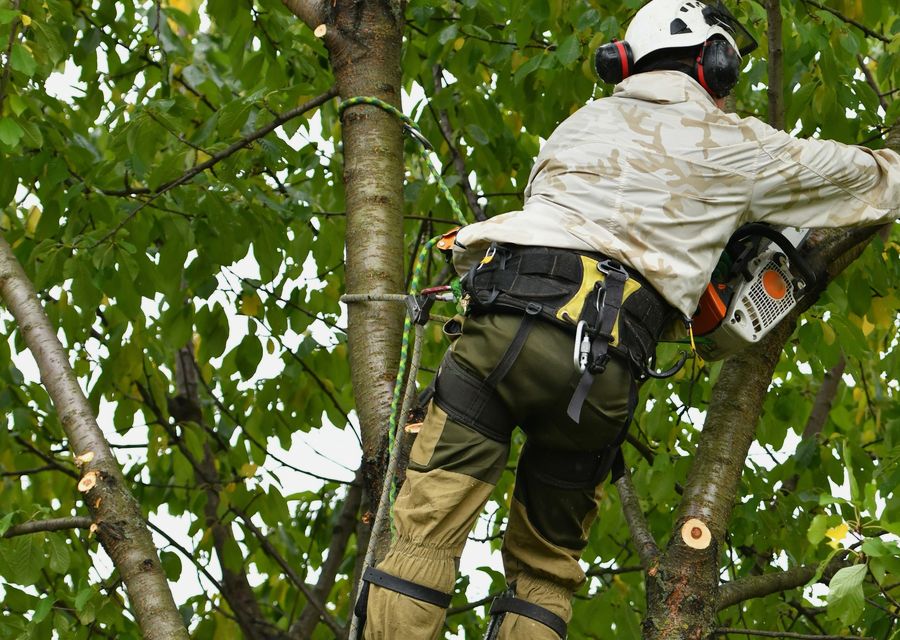 Tree removal work by Bartlett Tree Experts in Kissimmee, FL