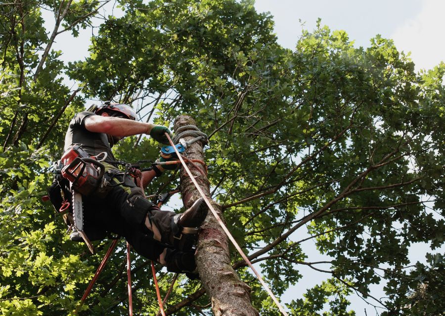 Tree removal work by Wayne's Tree Service in Connellsville, PA