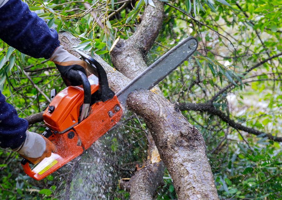 Tree removal work by C.R Tree Service in Lake Mary, FL