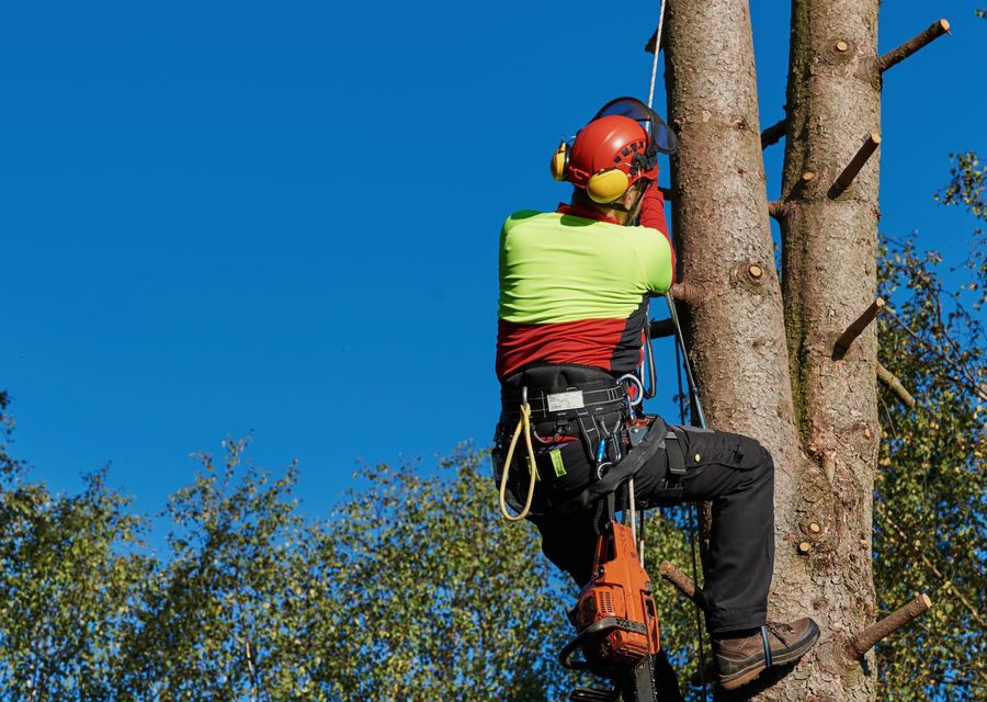 Tree removal work by Pauls Tree Services Ltd in Frankfort, IL