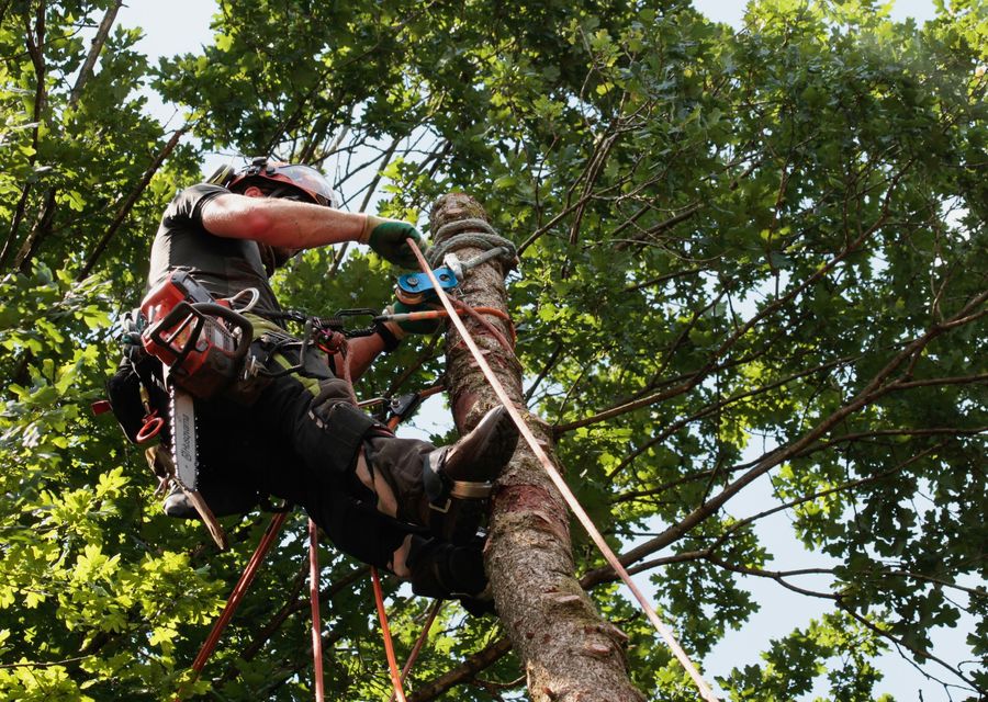 Tree removal work by Palencia Landscaping and Tree Service Inc. in Fox Lake, IL