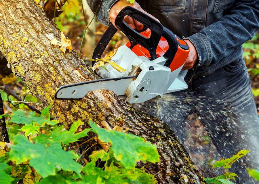 Tree removal work by Garden Tree Services, Corp. in Pineville, NC