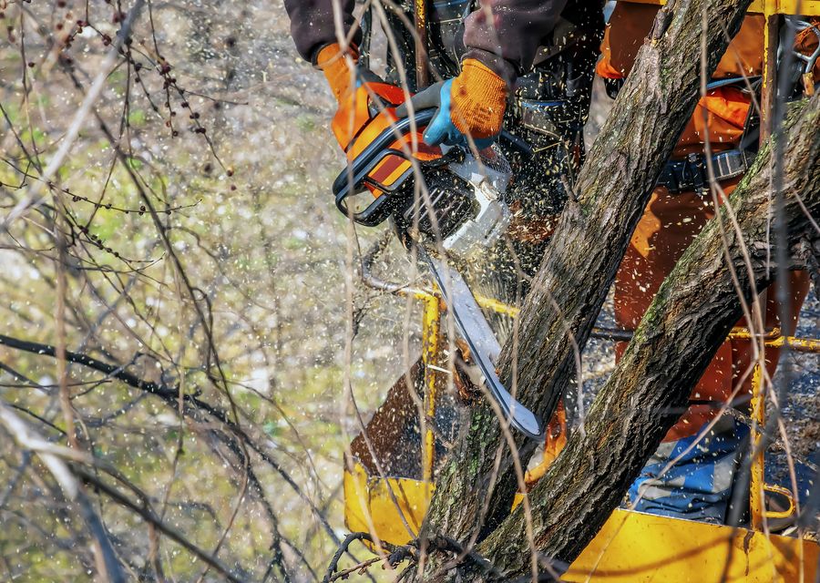 Tree removal work by Tree Pruning and Trimming in Glendale Heights, IL