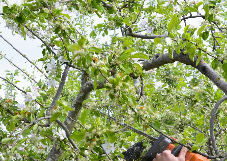 Tree removal work by Urban Forestry Tree Service in Hardwick, VT