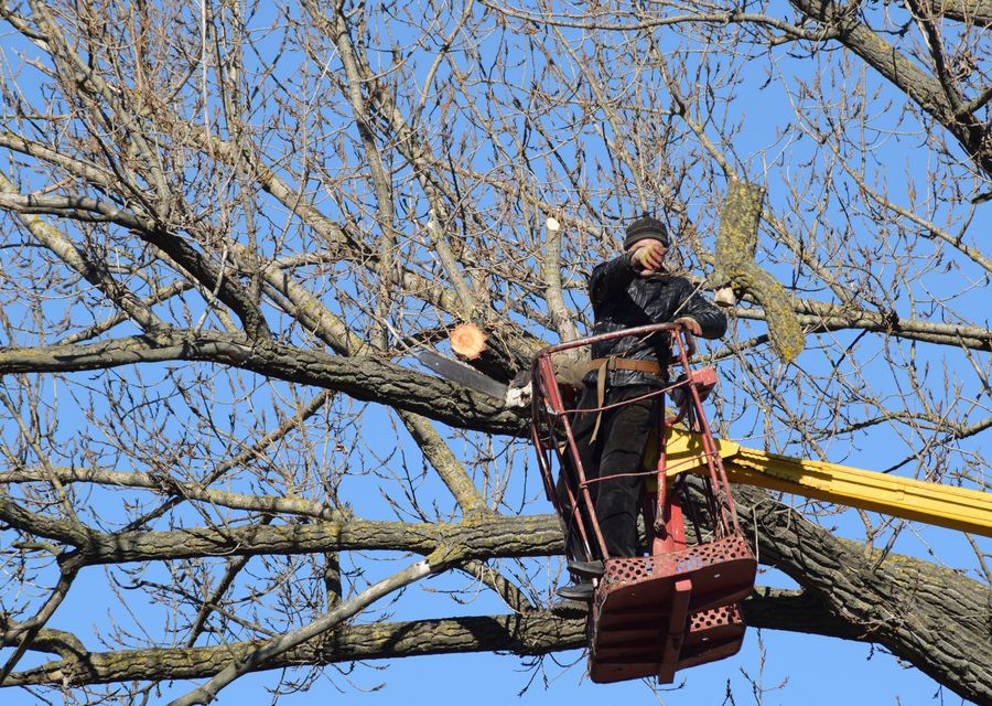 Tree removal work by Flynn's Tree Svc in Kittery, ME