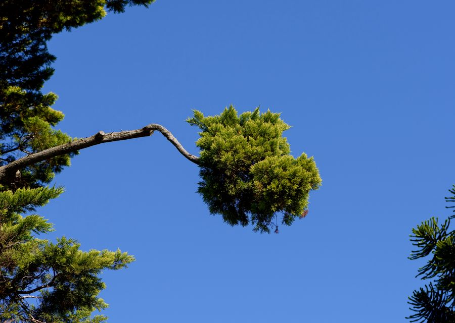Tree removal work by Bayamito Tree Trimming Corp in Springfield, PA