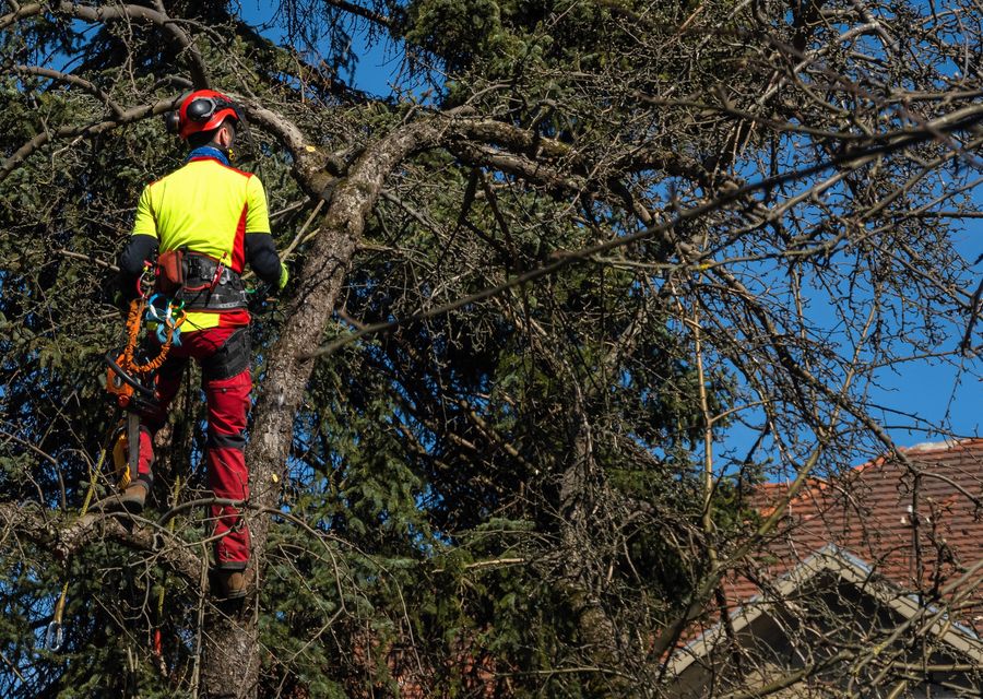 Tree removal work by Armando's Tree Service in Morrison, CO