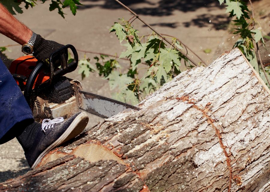 Tree removal work by Daves Tree and Shrubs in Upper Providence, PA