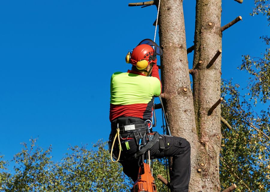 Tree removal work by USAF Tree Service in Ephrata, PA
