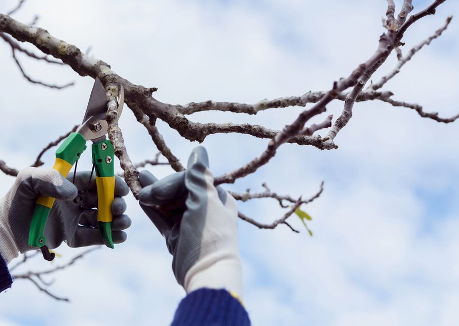 Tree removal work by Acosta Tree Service in Elderton, PA