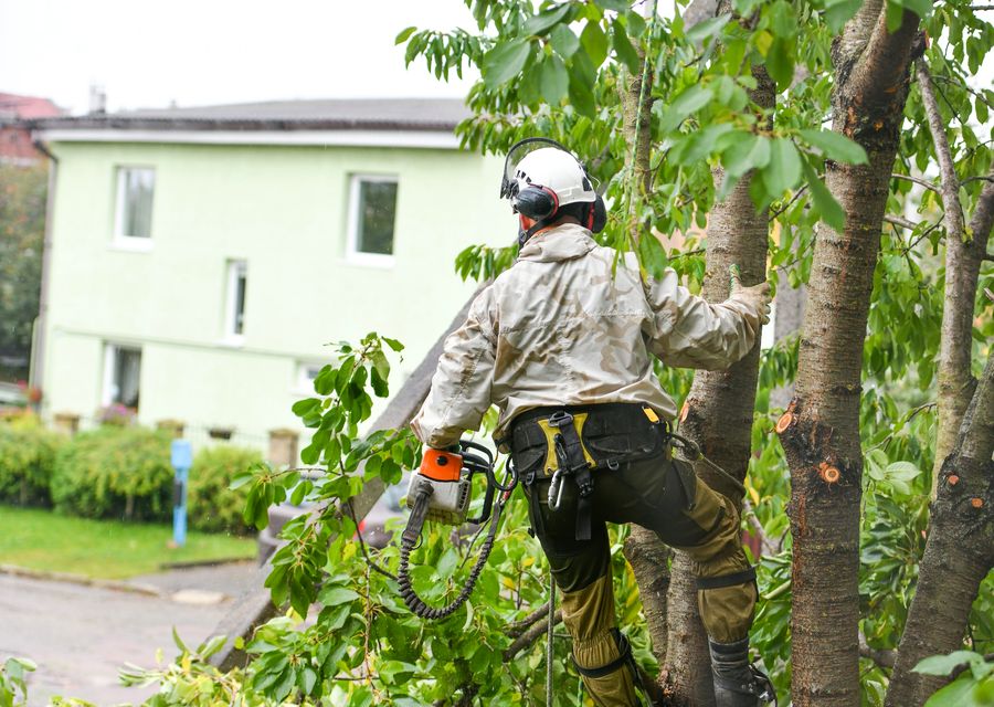 Tree removal work by Arbor Pro Tree Experts Co. Inc. in Montgomery, PA