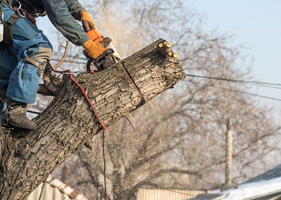 Tree removal work by Sunshine Land & Tree Inc in North Chicago, IL