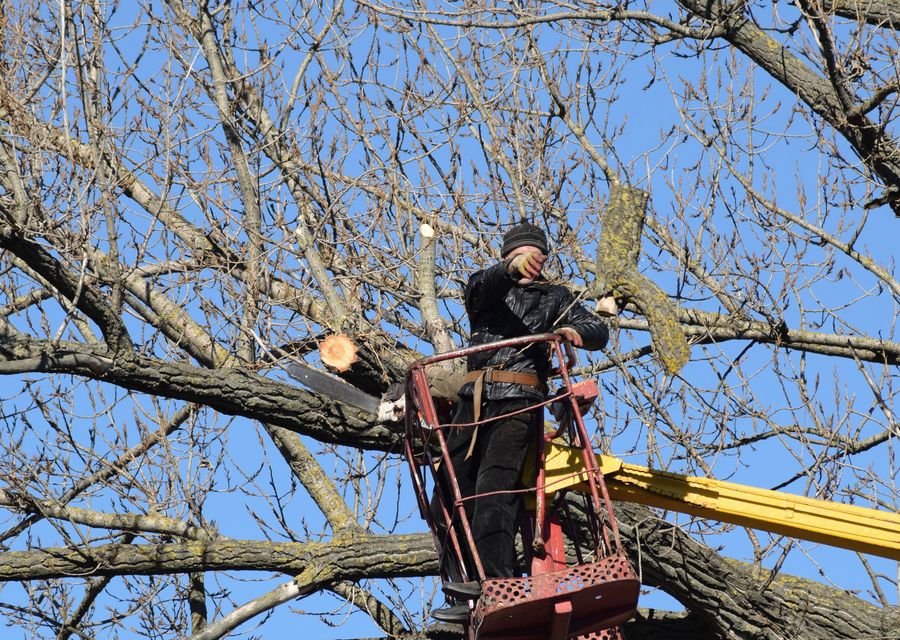 Tree removal work by KD Tree service Rockville in Lombard, IL