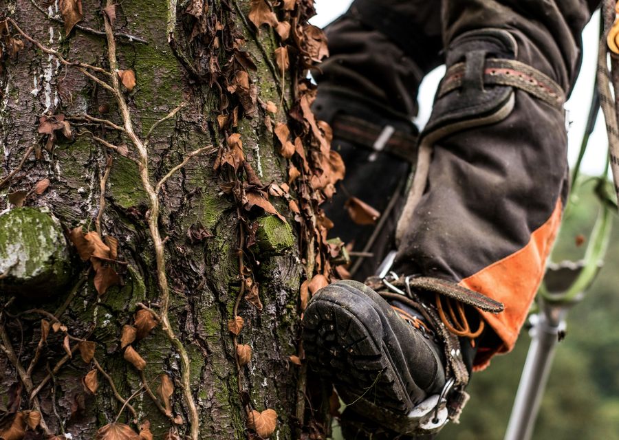 Tree removal work by Tarzan Tree Removal, LLC in Braidwood, IL
