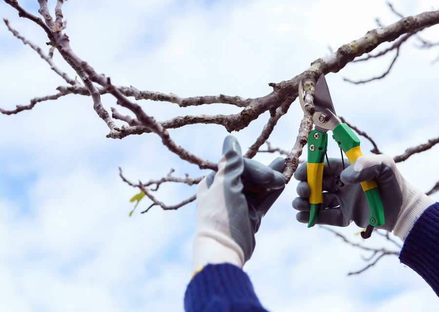 Tree removal work by E.P Tree Service Inc in Cartersville, GA