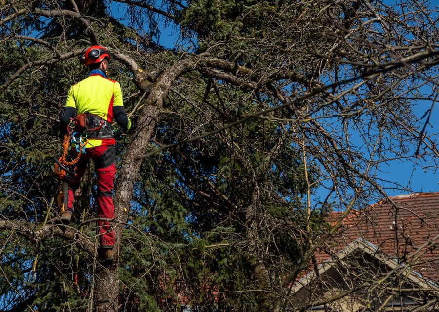 Tree removal work by The Davey Tree Expert Company in Tinley Park, IL