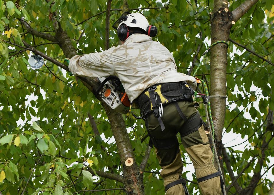 Tree removal work by BJS Tree Service LLC in Chesterton, IN