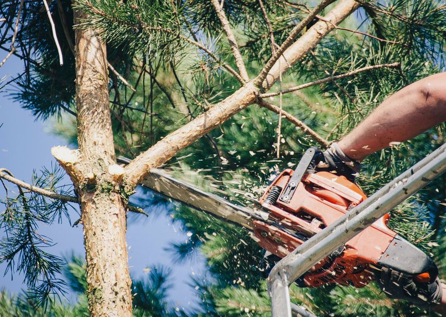 Tree removal work by Tree Worx in Lyndon, VT