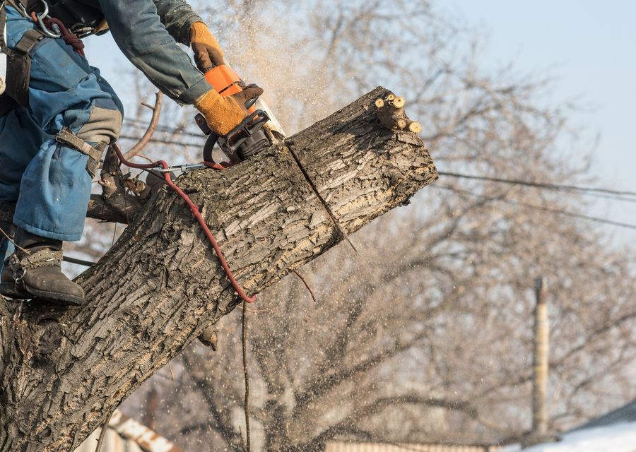 Tree removal work by J&L Budget Tree Service, LLC in Davidson, NC