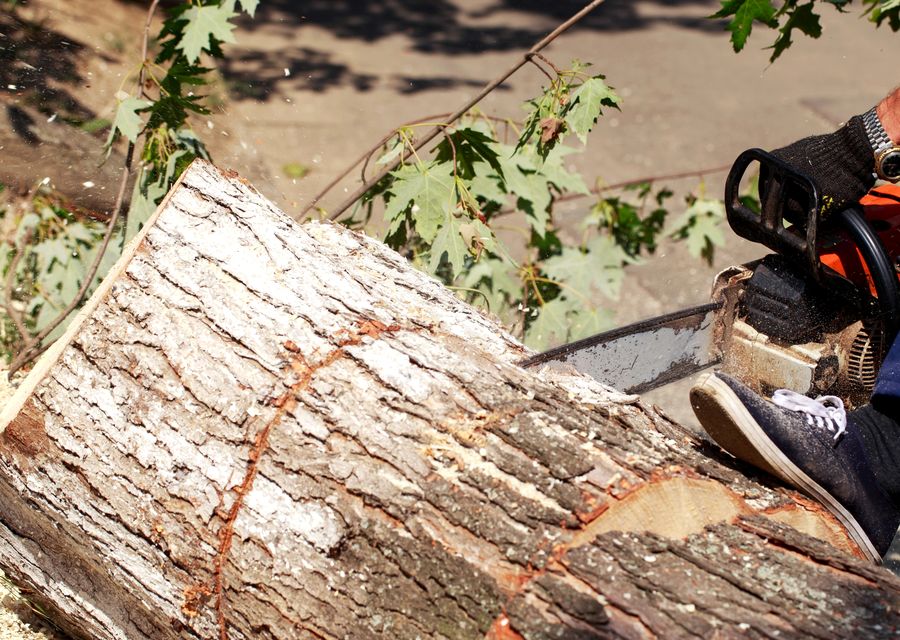 Tree removal work by JBS Tree Experts LLC in Waxhaw, NC