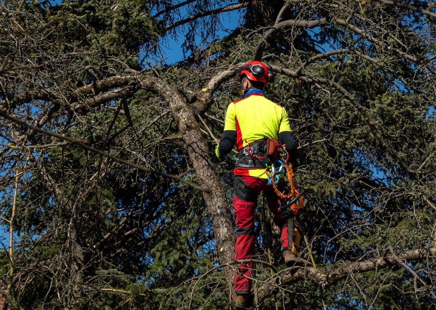 Tree removal work by Sydney tree service llc in Georgetown, TX