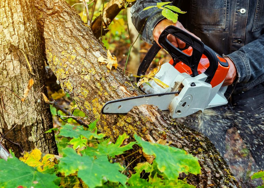 Tree removal work by Apple Tree Services LLC in North Chicago, IL