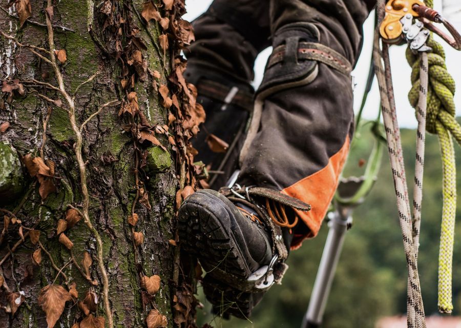Tree removal work by Tony's Tree Trimming in Elmwood Park, IL