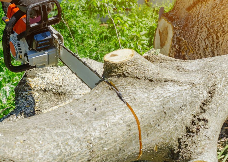 Tree removal work by Diaz Landscaping & Tree Service in Mascotte, FL