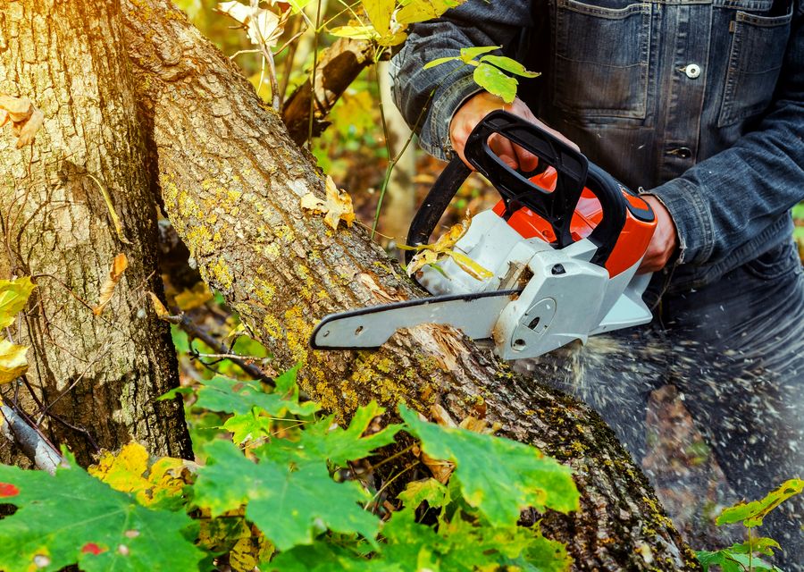 Tree removal work by Alpine Tree Service in Lyons, IL